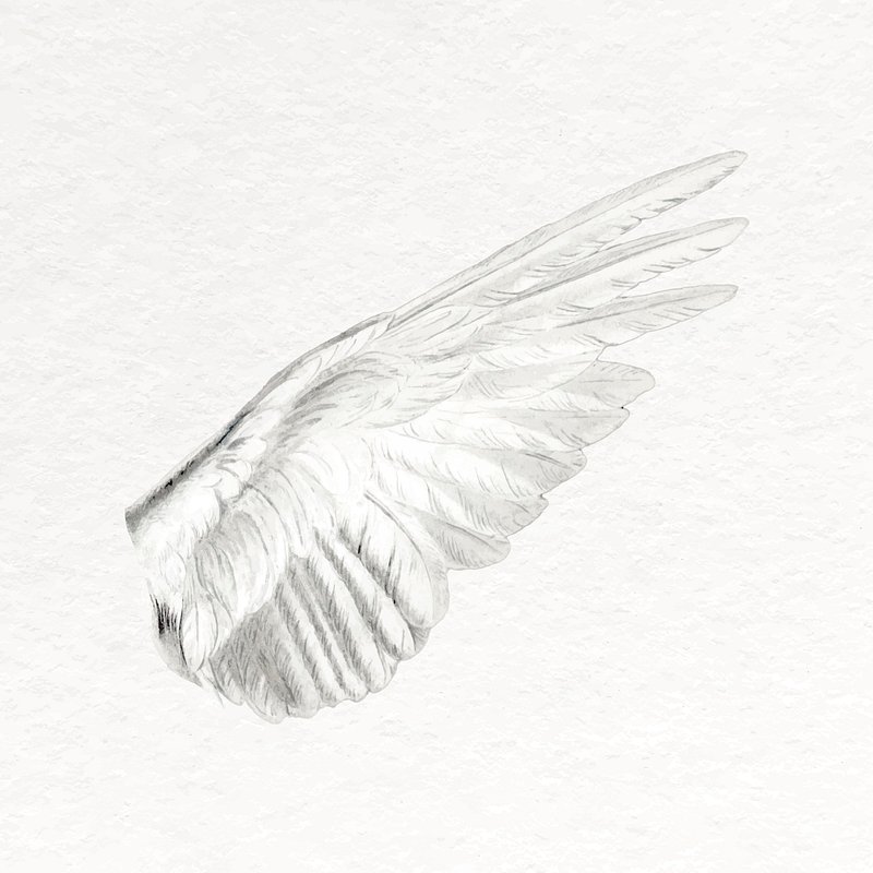 pencil drawing of angel wings