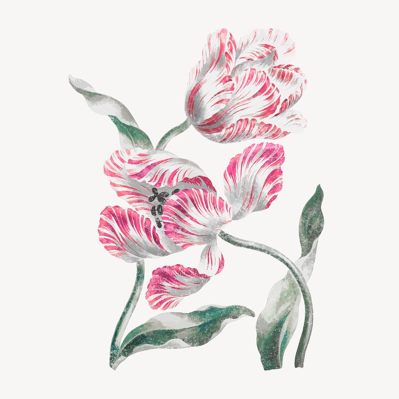 Aesthetic tulip flower graphic, vintage | Premium Vector - rawpixel