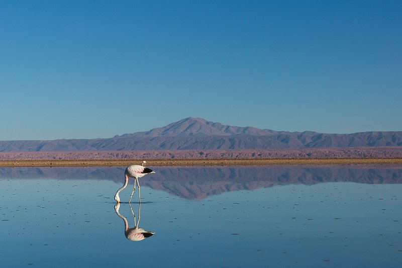 Pink flamingo in desert water source, mountain range in the background.