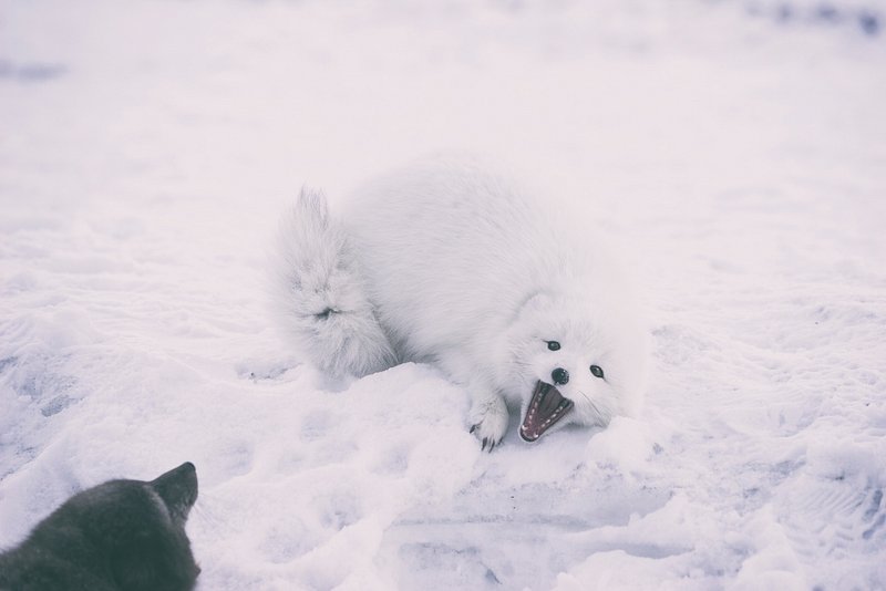 Arctic fox sits ice and