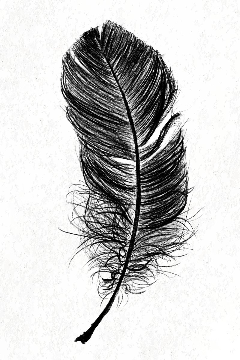Feather Drawing Stock Illustrations – 157,281 Feather Drawing Stock  Illustrations, Vectors & Clipart - Dreamstime