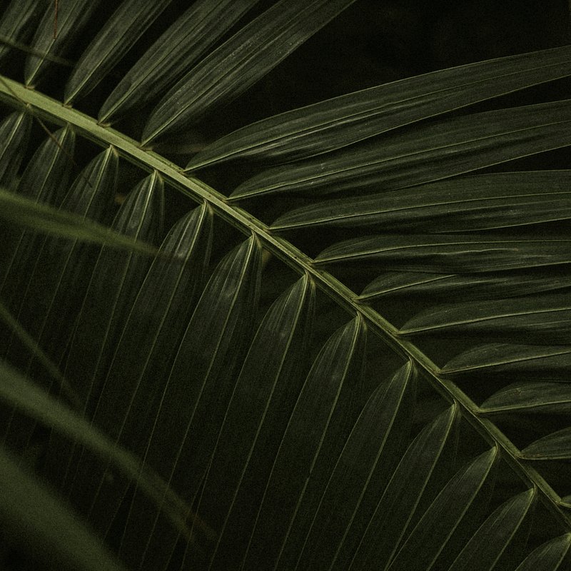 Dark leaf background jungle aesthetic | Free Photo - rawpixel