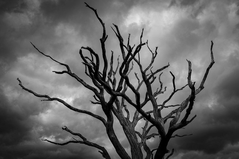 Gloomy Tree. Original public domain | Free Photo - rawpixel