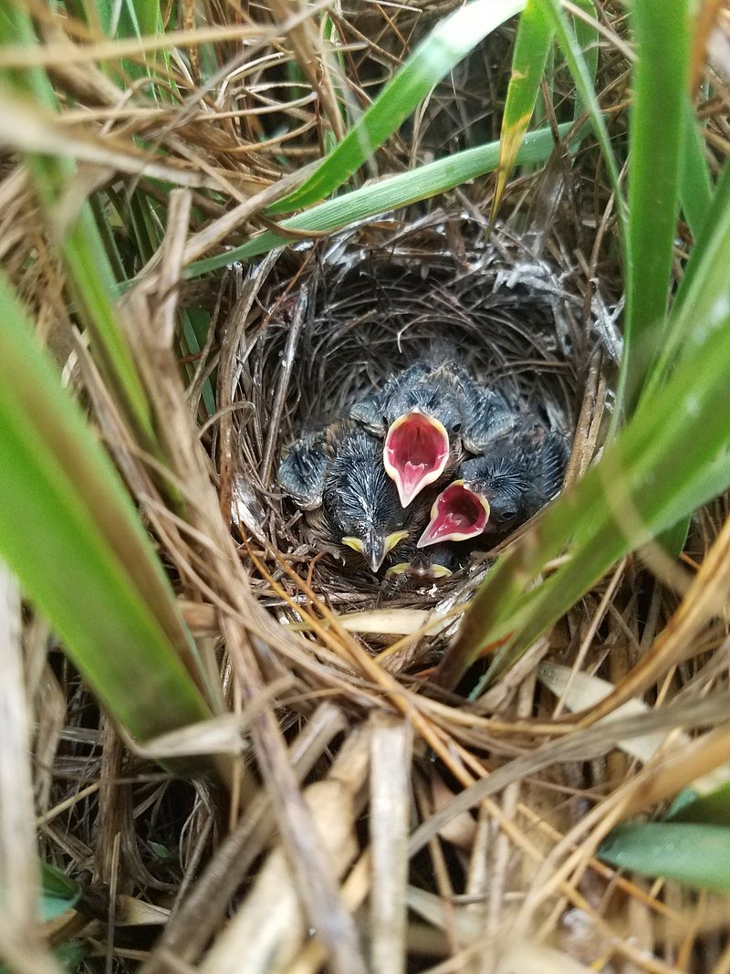 Bird eggs exploration