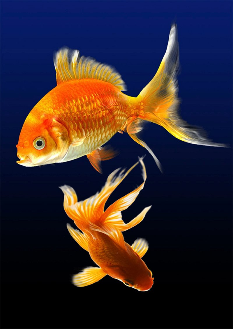golden fish wallpaper