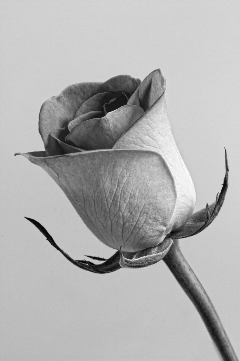black and white drawings of realistic flowers