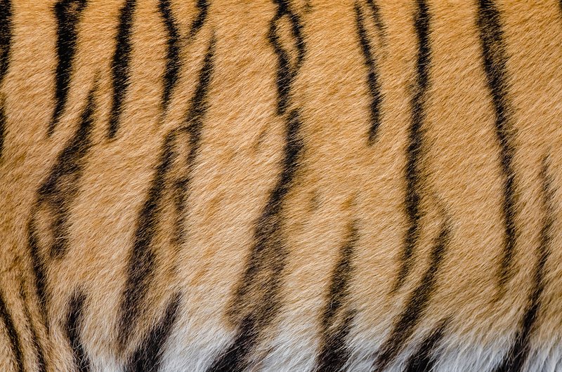 Tiger Print Images  Free Photos, PNG Stickers, Wallpapers & Backgrounds -  rawpixel