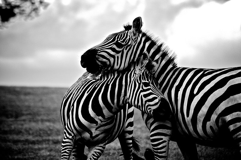 7,300+ Zebra Print Stock Photos, Pictures & Royalty-Free Images
