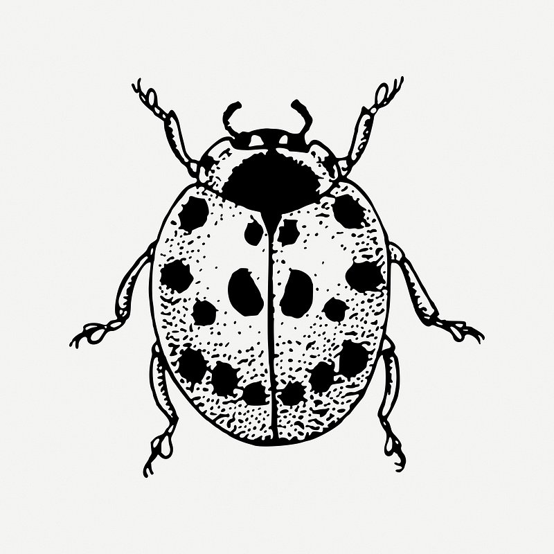 Premium PSD  Lady bug png