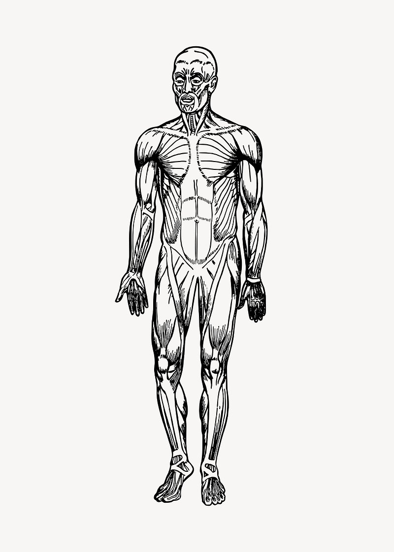 muscular system drawing