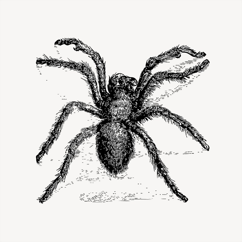 Black and white Tarantula pencil drawing Poster for Sale by PencilArt   Redbubble