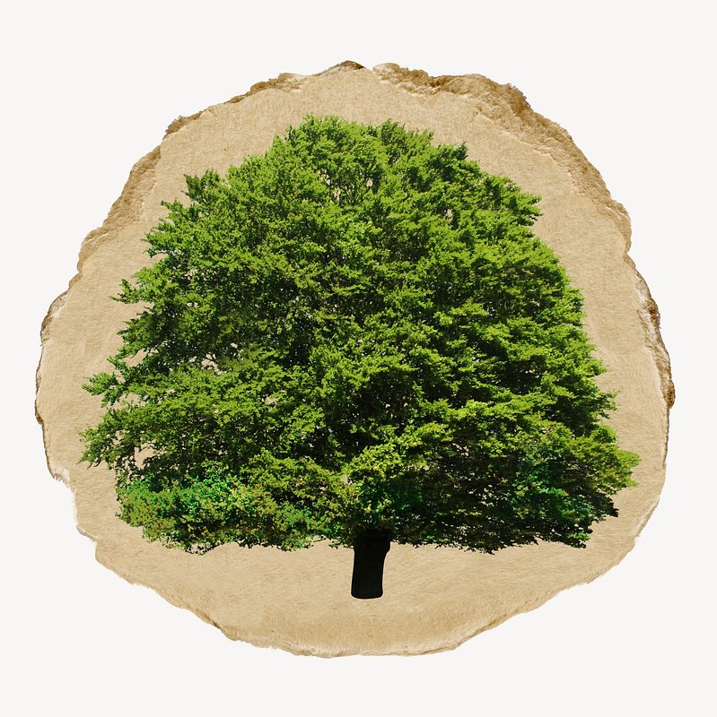 Ripped Paper Png - Tree Transparent PNG - 656x405 - Free Download on NicePNG