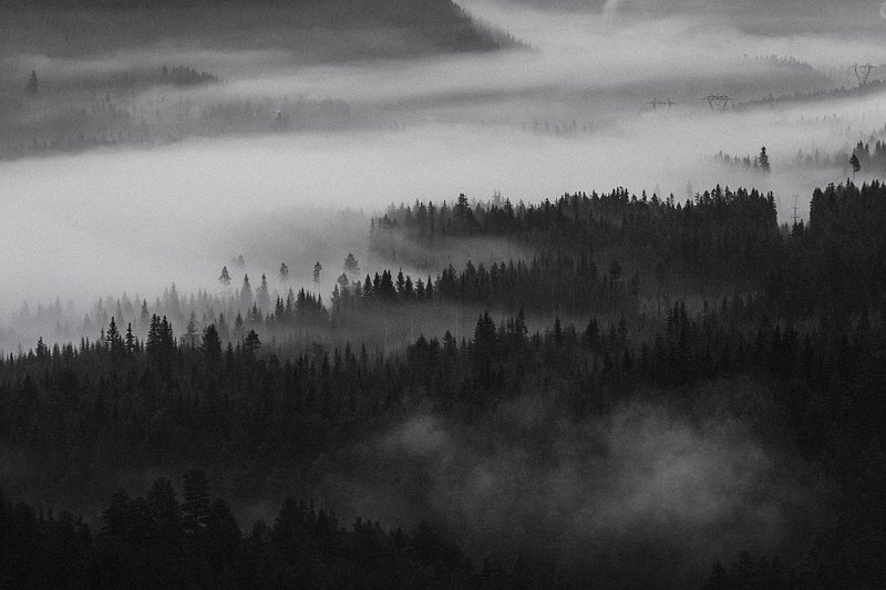 Dark Forest Images  Free Photos, PNG Stickers, Wallpapers & Backgrounds -  rawpixel