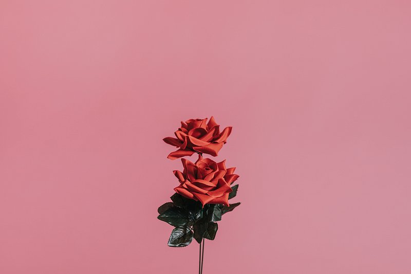 tumblr roses photography
