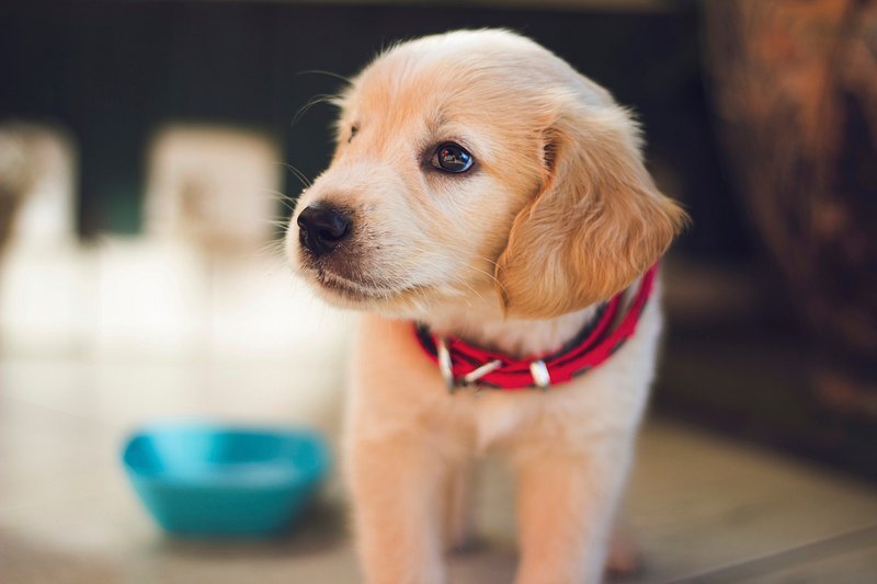 Golden Retriever Images | Free Photos, PNG Stickers, Wallpapers &  Backgrounds - rawpixel