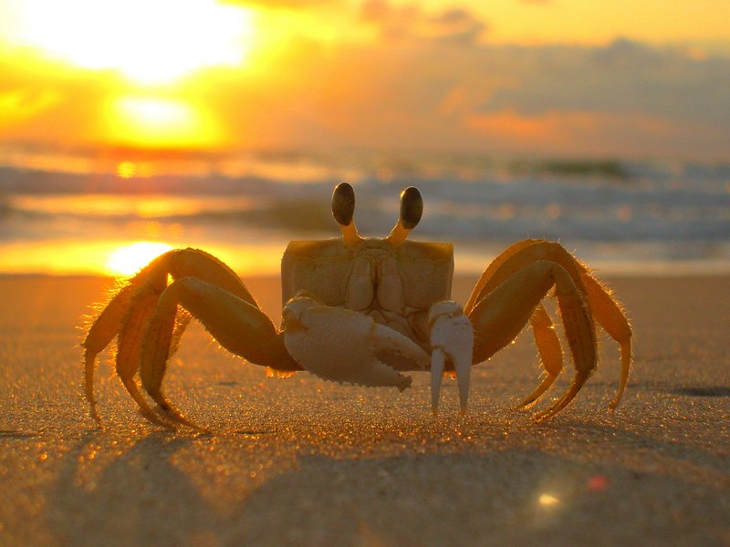 Jersey Shore Print, Beach, Crab, Ocean Photography Sunset, Ocean