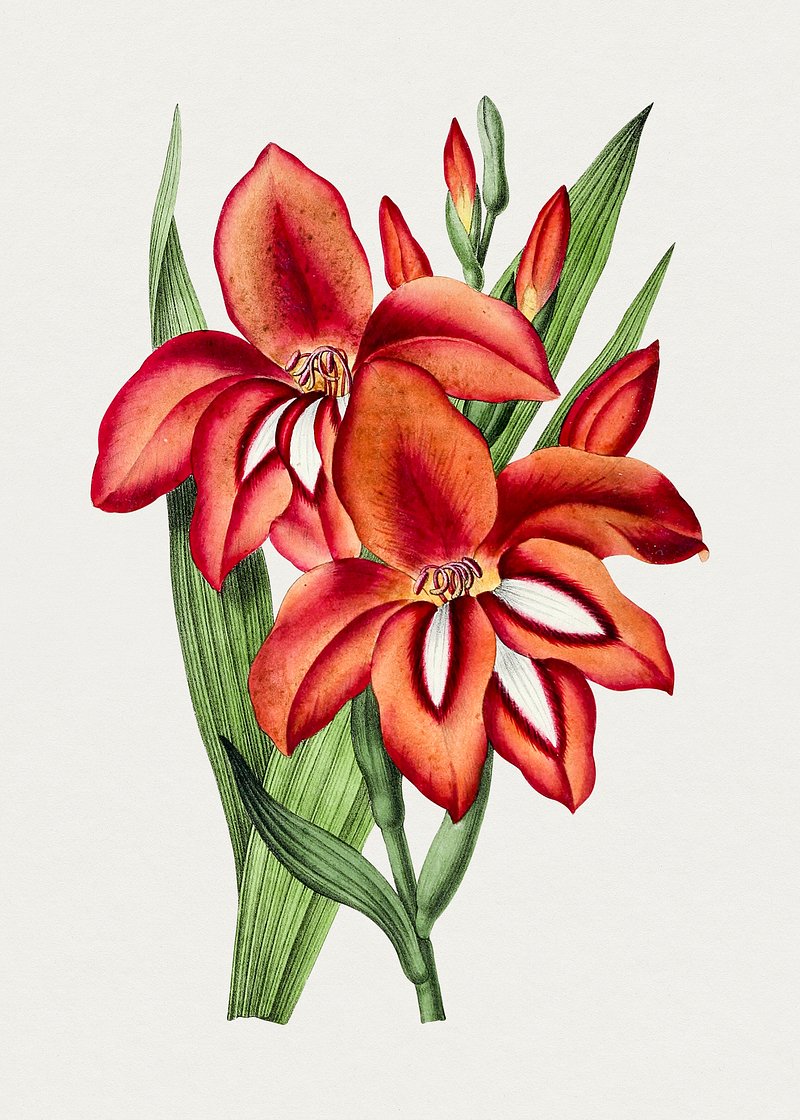Pencil drawing of lily flower Stock Photo by ©Sashsmir 69691531