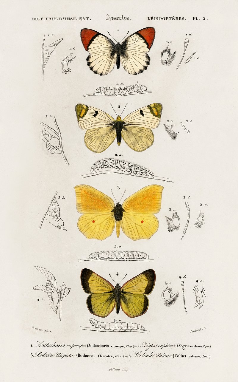  Calpin: Magnifique carnet de notes original illustré par une  collection de papillons de Charles Dessalines D' Orbigny. Cadeau parfait  pour les amoureux de la nature - Mano Blanca - Livres