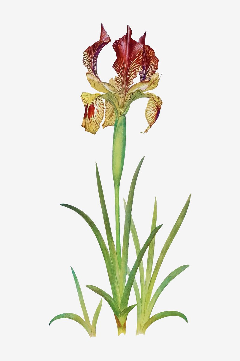 Vintage Iris flower illustration vector | Premium Vector Illustration ...