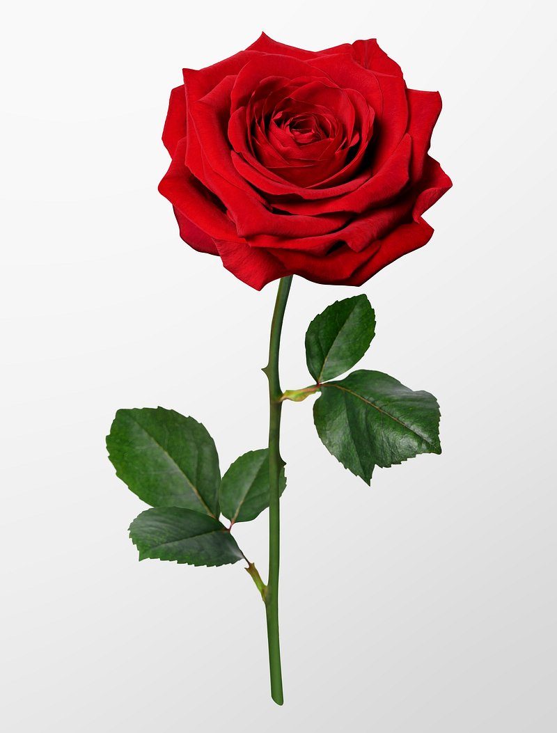 Red Rose Images  Free Photos, PNG Stickers, Wallpapers