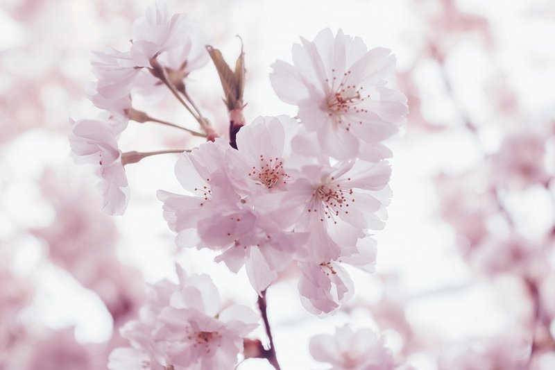 Cherry Blossom Images  Free HD Backgrounds, PNGs, Vector Graphics