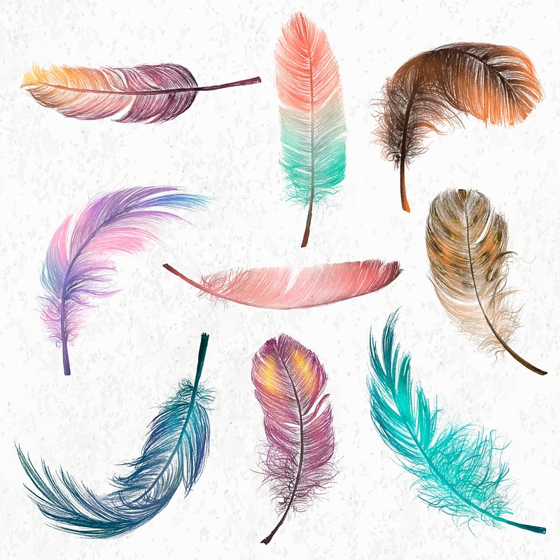 Feather Images  Free Photos, PNG Stickers, Wallpapers & Backgrounds -  rawpixel