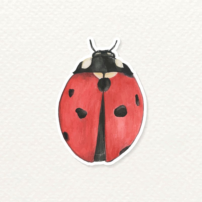 Ladybug Images  Free Photos, PNG Stickers, Wallpapers & Backgrounds -  rawpixel