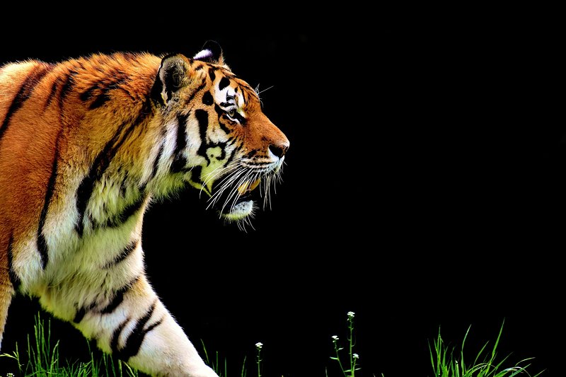 Bengal Tiger Background - High-quality Free Backgrounds