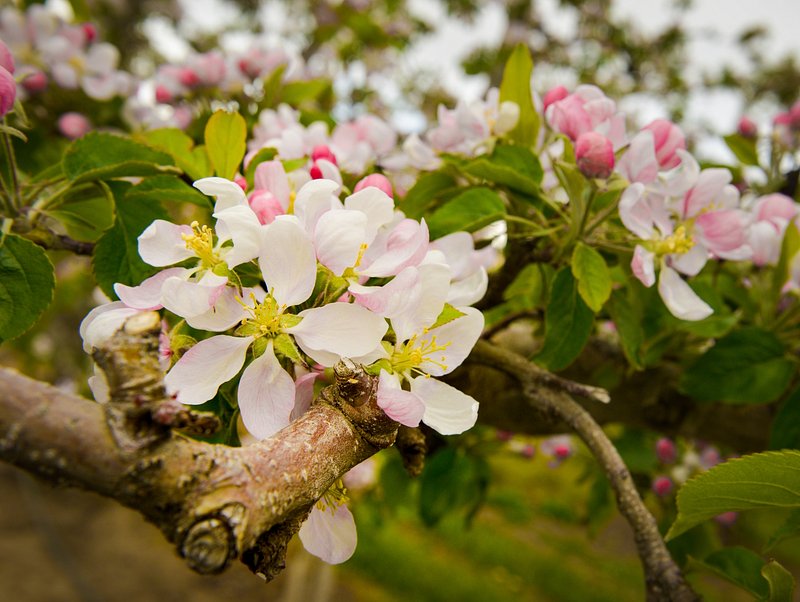 Spring Orchards In Bloom Near Lateral Free Photo Rawpixel