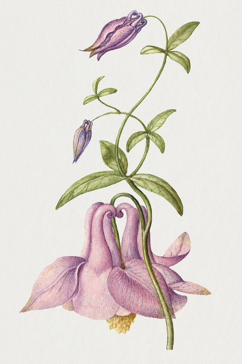 Purple bell-shaped flower hand drawn | Premium Photo - rawpixel