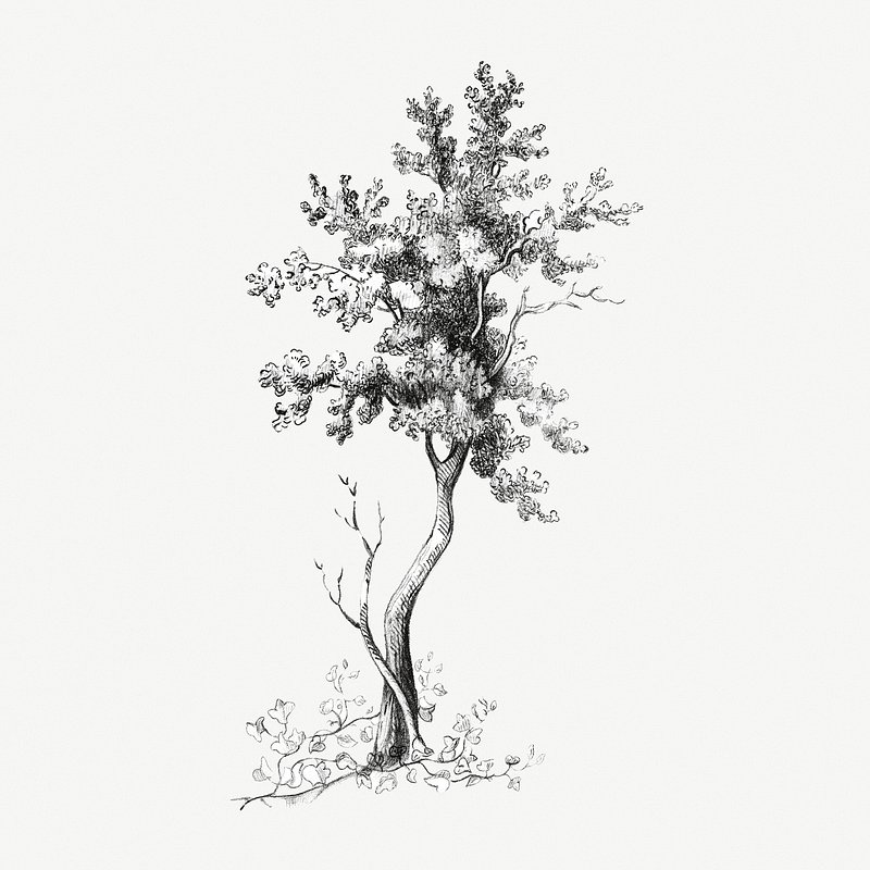 8+ Leaf Sketches | Free & Premium Templates