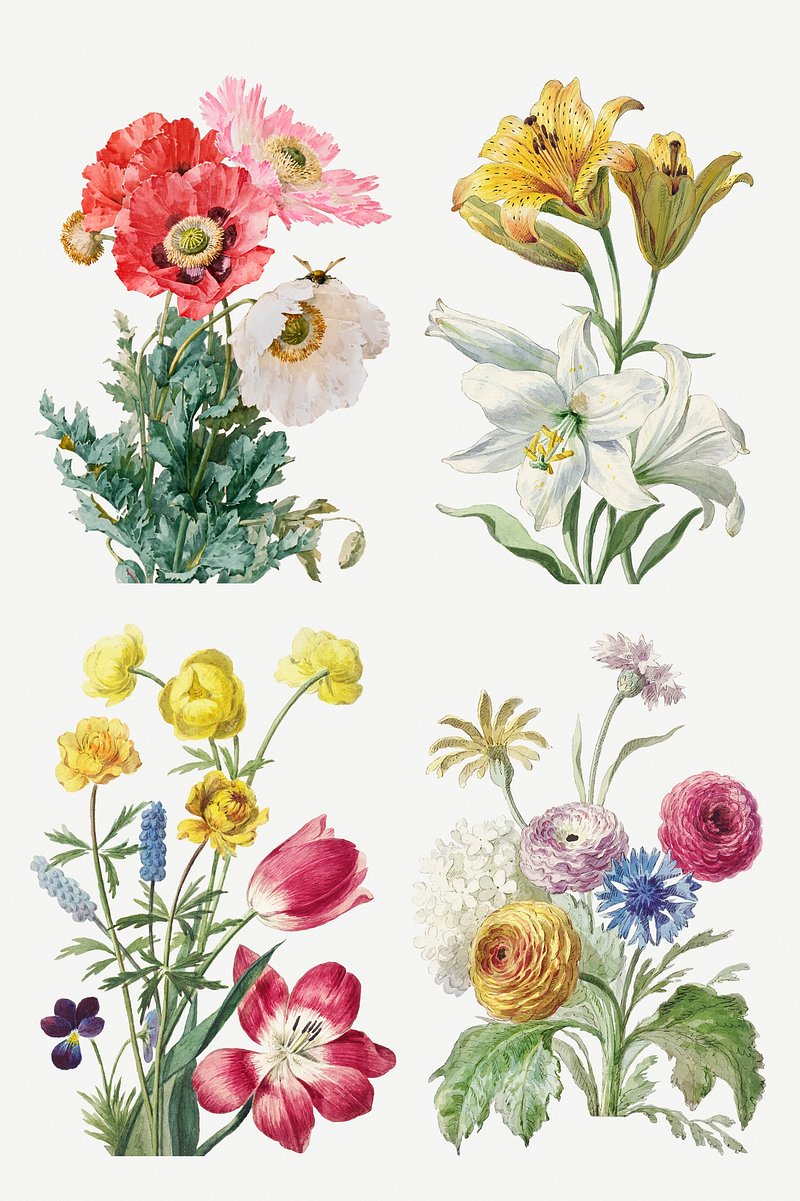 Vintage flower botanical illustration set | Premium Photo - rawpixel