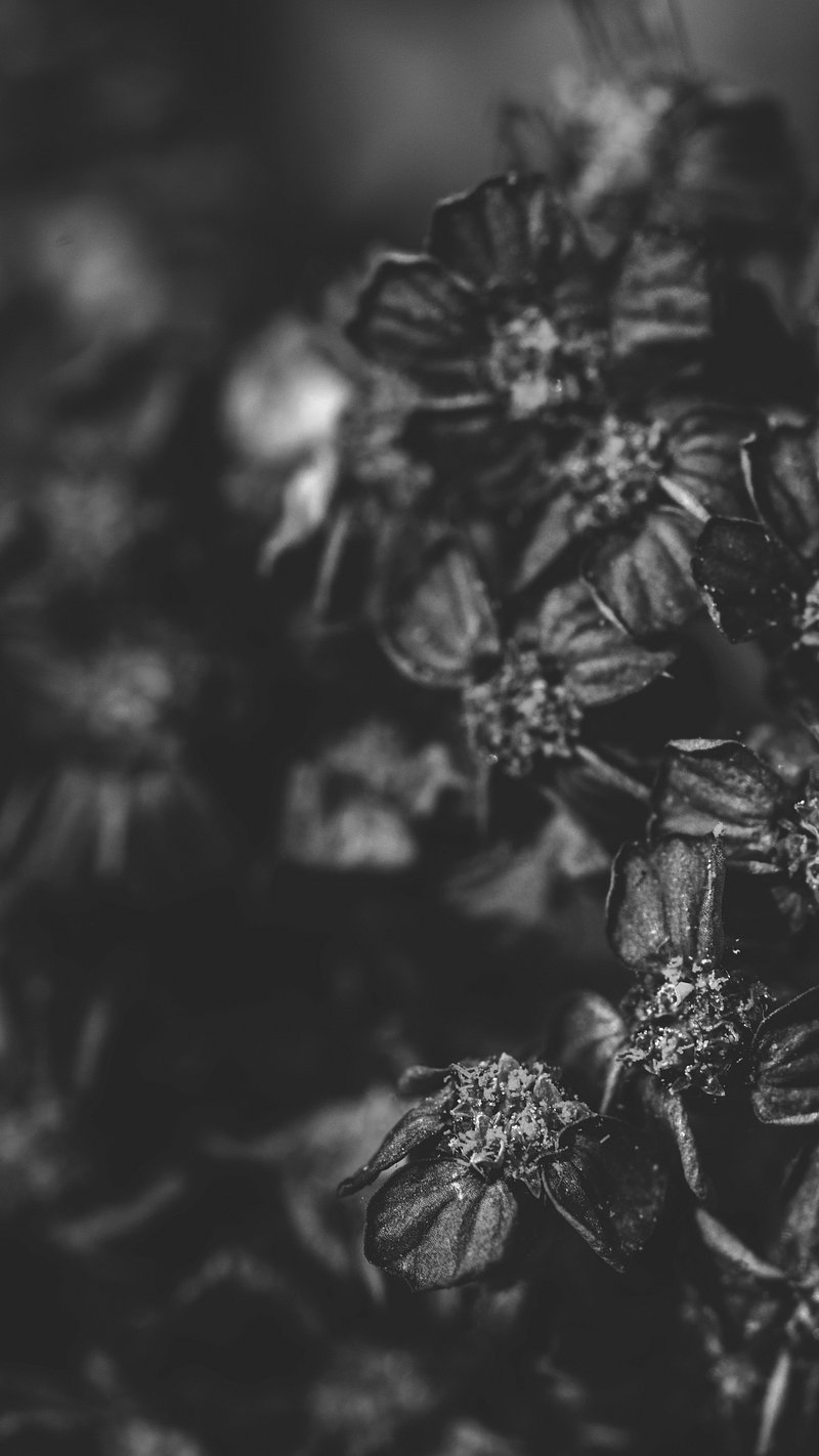 Black and white yarrow flower | Premium Photo - rawpixel