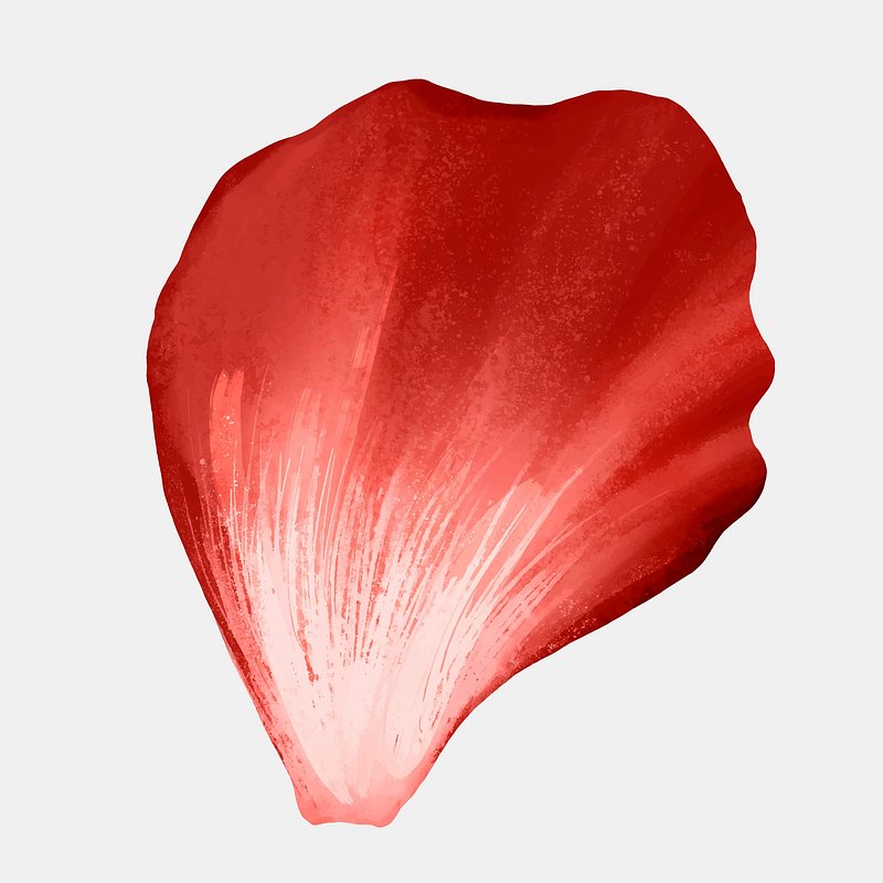 single flower petal texture