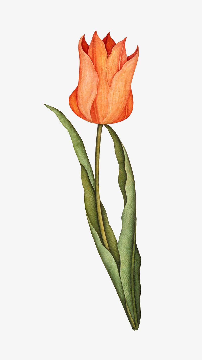 Vintage orange tulip flower illustration | Premium Vector - rawpixel
