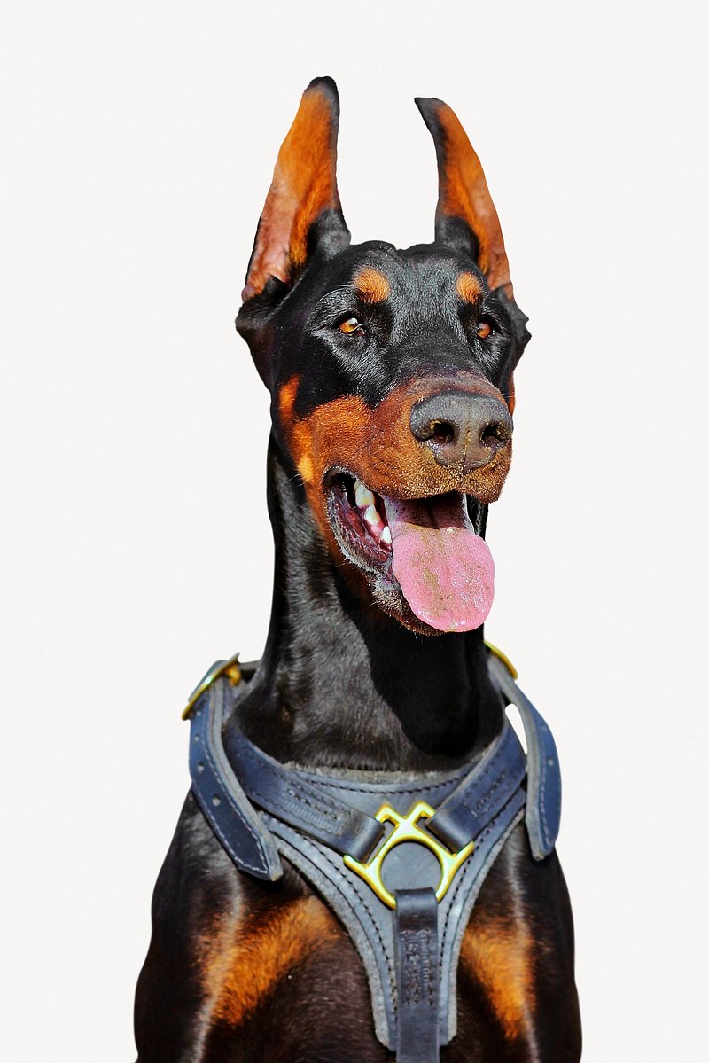 Doberman dog wearing chest strap Premium PSD rawpixel