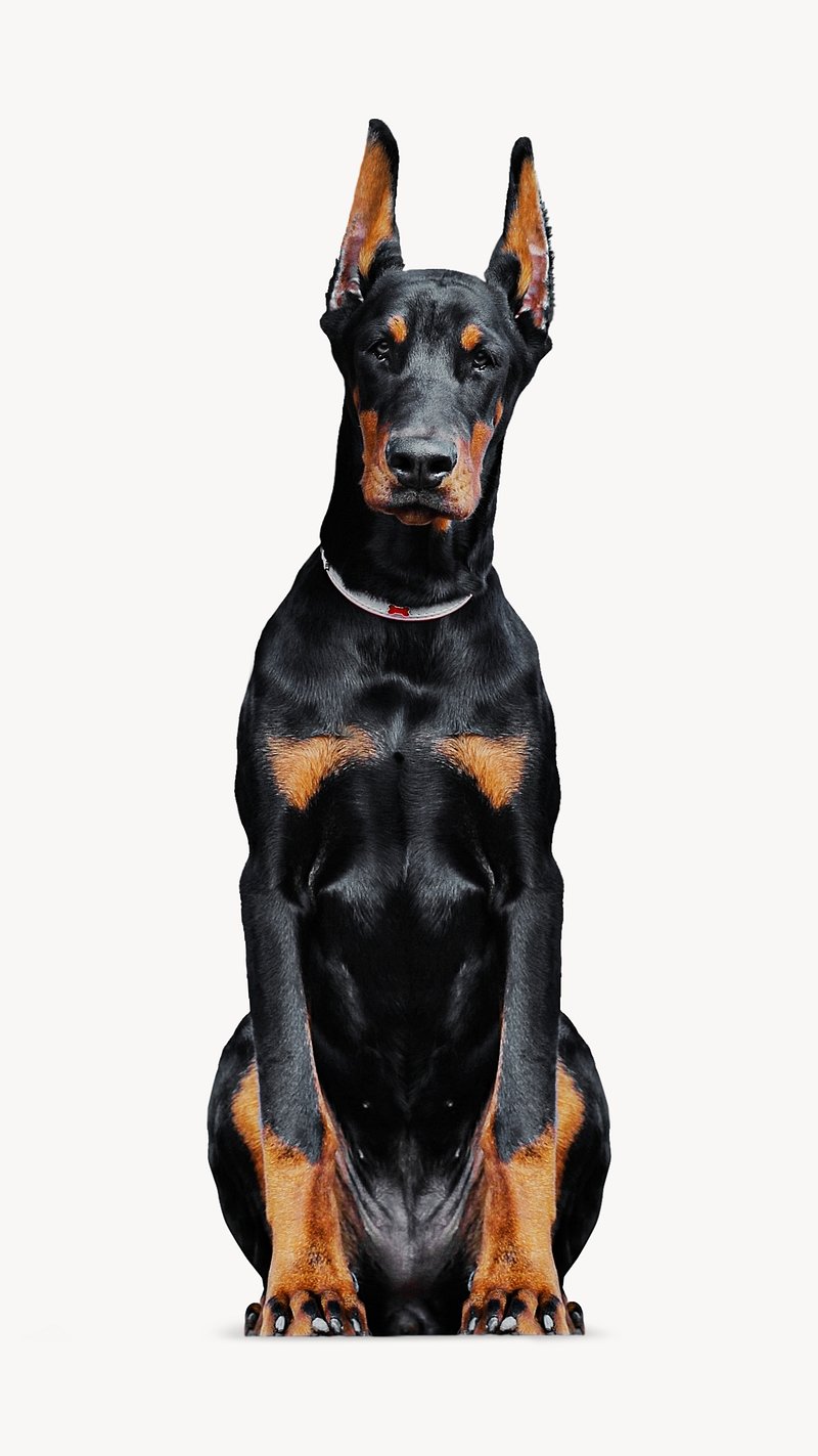 Doberman Images | Free Photos, PNG Stickers, Wallpapers ...