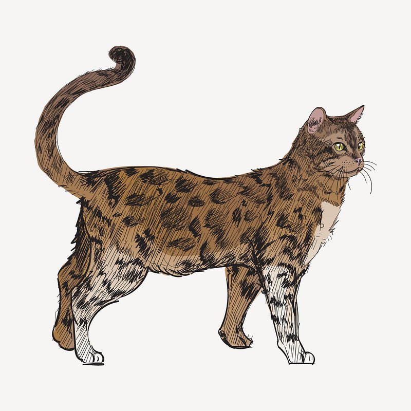 Bengal cat,pastel pencil , my work : r/drawing