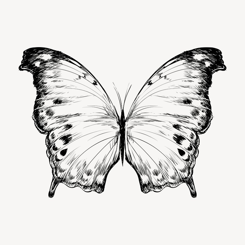 How to Draw a Beautiful Butterfly · Craftwhack