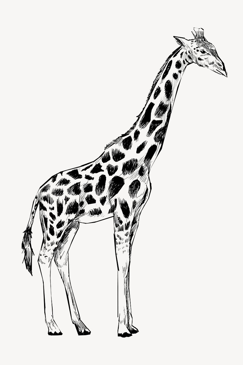 Draw a Giraffe by Diana-Huang on DeviantArt