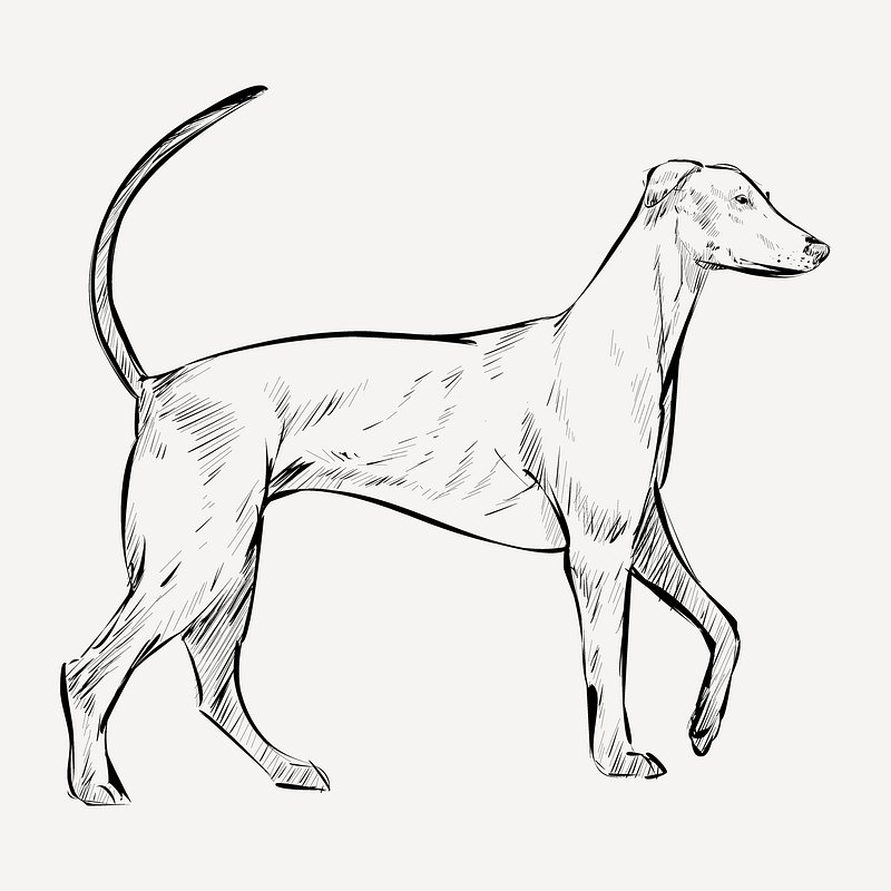 redbone coonhound treeing drawing
