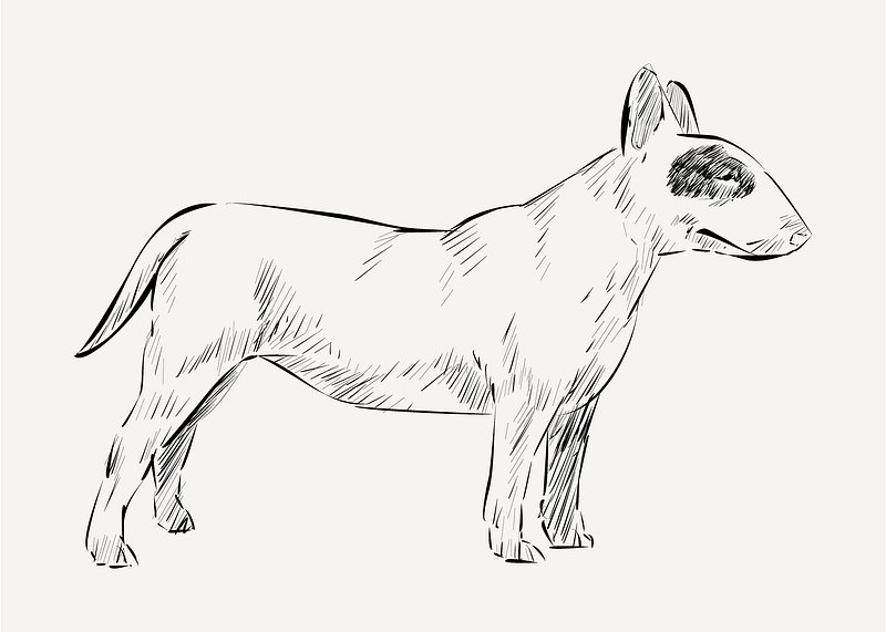 Bull Terrier Drawings Images | Free Photos, PNG Stickers, Wallpapers ...