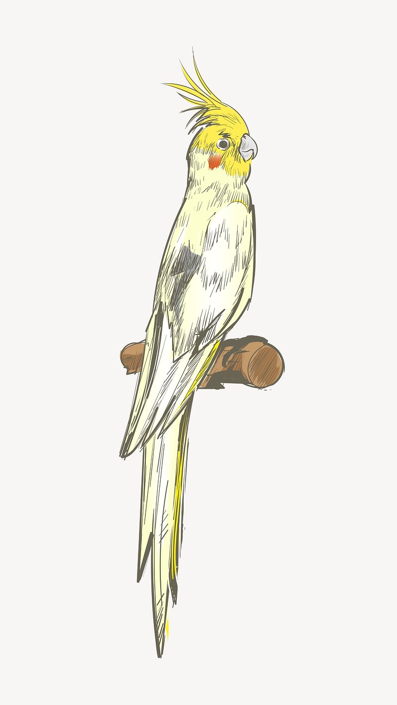 Cockatiel parrot sketch animal illustration | Premium PSD - rawpixel