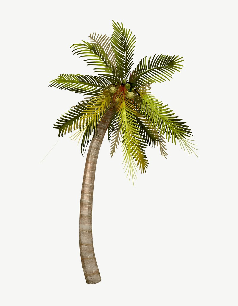 Decline On The Beach With Palm Trees Stock Illustration - Download Image  Now - Beach, California, Bicycle - iStock