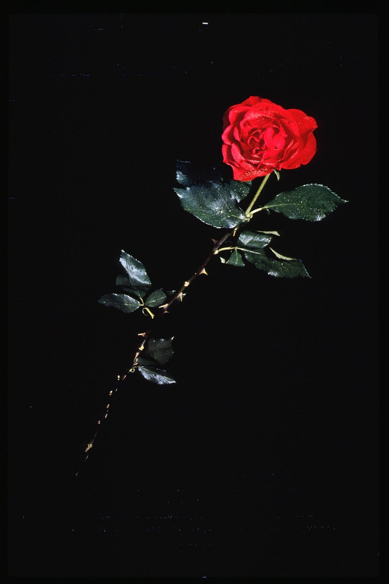 Rose petals background on black ground Poster