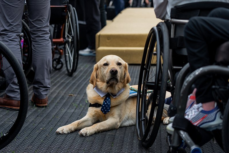 Service Dogs Images - Free Photos, PNG Stickers, Wallpapers & Backgrounds - rawpixel