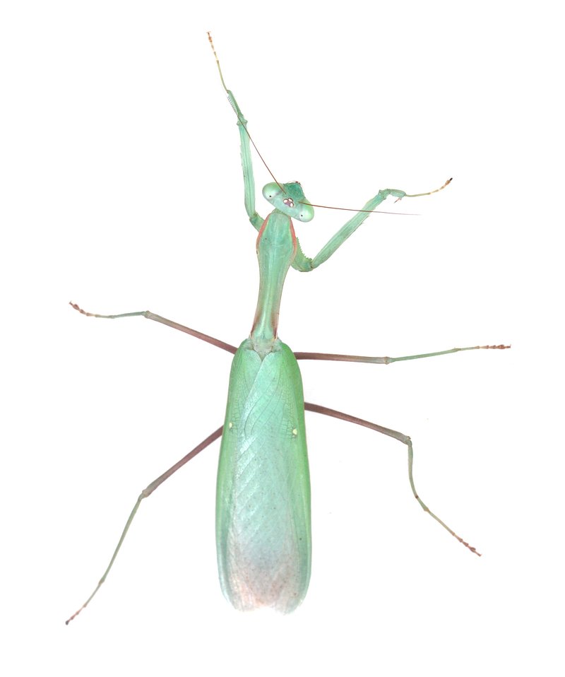 Insect legs. Mantidae.