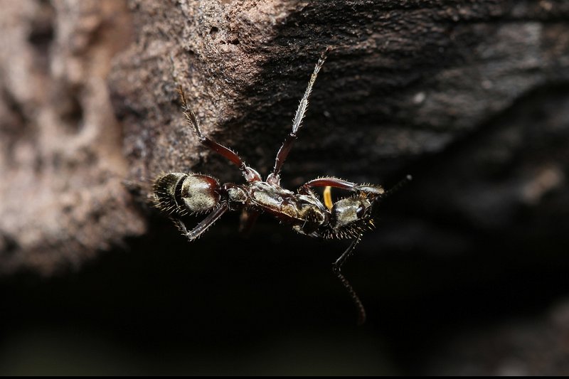 Читать серые муравьи. Hyalymenus tarsatus.