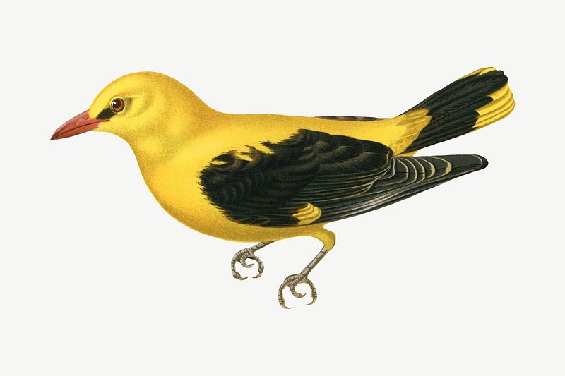 yellow bird flying drawing