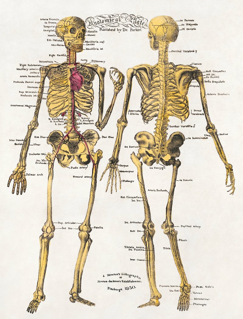 In Motion Skeletal Diagram - Vintage Anatomy Print 2 Drawing by Vintage  Anatomy Prints - Pixels